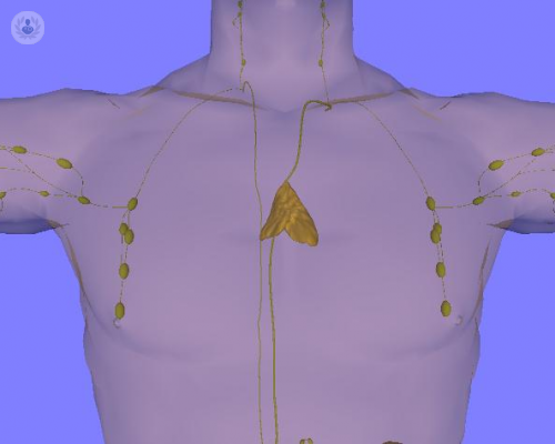 What is the thymus gland and what does it do in the body?