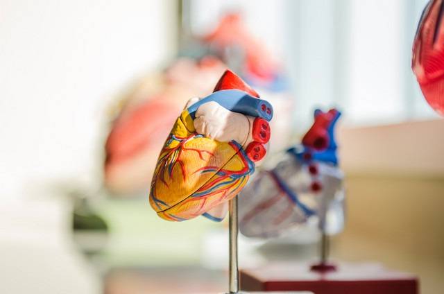 كل ما تحتاج معرفته عن أمراض القلب والأوعية الدموية: الأنواع، الأسباب وكيفية تجنّبها